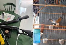 Polícia Civil de Sorocaba realiza ações contra maus-tratos a animais e apreende armas e aves silvestres
