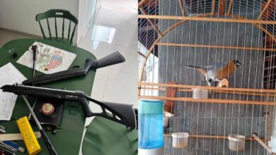 Polícia Civil de Sorocaba realiza ações contra maus-tratos a animais e apreende armas e aves silvestres
