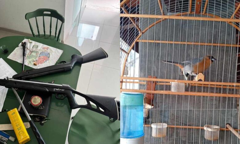 Polícia Civil de Sorocaba realiza ações contra maus-tratos a animais e apreende armas e aves silvestres