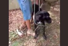 Polícia Civil resgata cães vítimas de maus-tratos em Sorocaba e prende dono de empresa de locação de animais