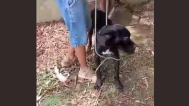 Polícia Civil resgata cães vítimas de maus-tratos em Sorocaba e prende dono de empresa de locação de animais