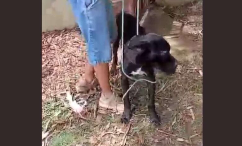 Polícia Civil resgata cães vítimas de maus-tratos em Sorocaba e prende dono de empresa de locação de animais