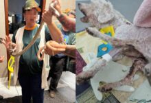 Polícia Civil prende mulher em flagrante por maus tratos e localiza 39 serpentes em Sorocaba