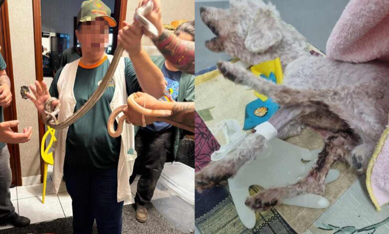 Polícia Civil prende mulher em flagrante por maus tratos e localiza 39 serpentes em Sorocaba