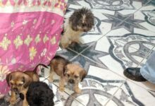 Polícia Civil prende homem por maus-tratos e resgata 14 cães em Sorocaba