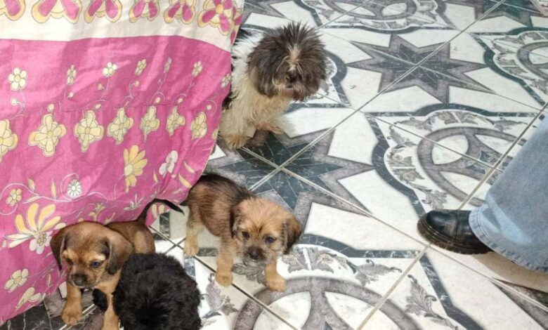 Polícia Civil prende homem por maus-tratos e resgata 14 cães em Sorocaba